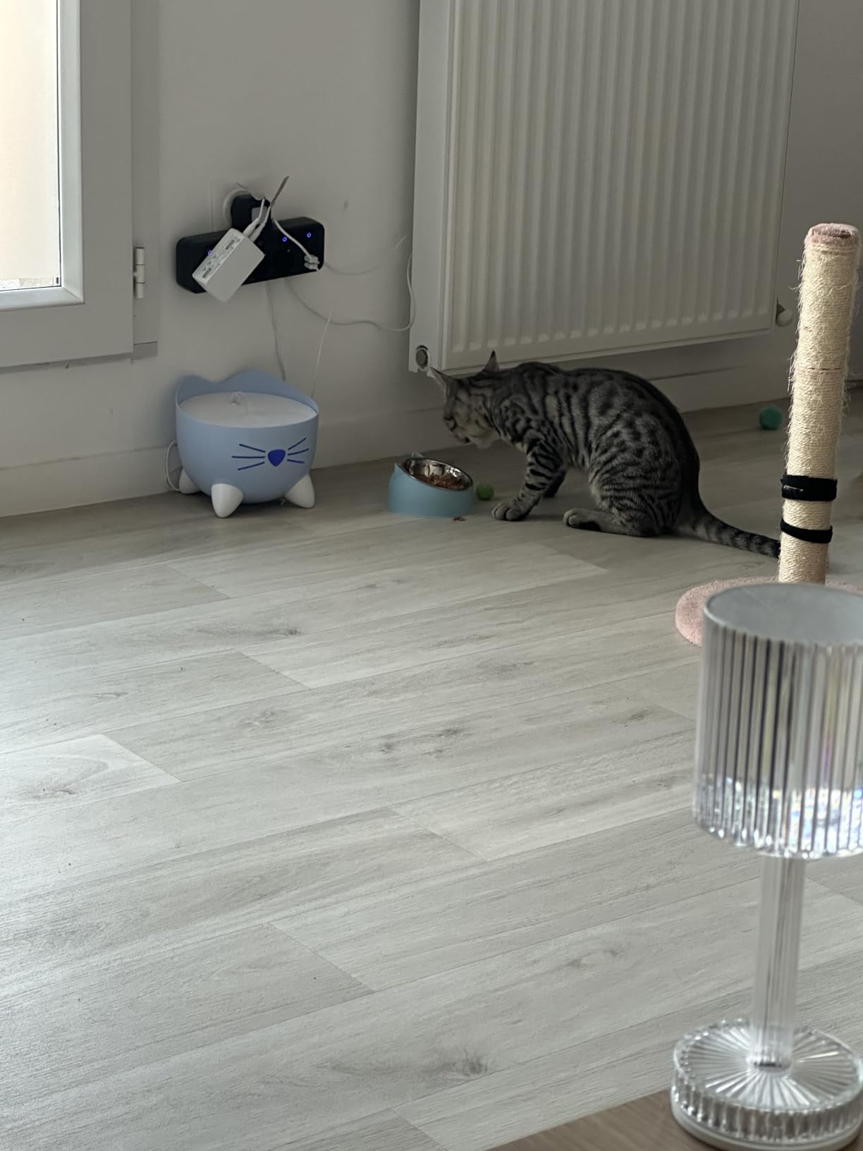 FELIX So gut wie es aussieht Junior Mix Nassfutter 72x85g Gelee