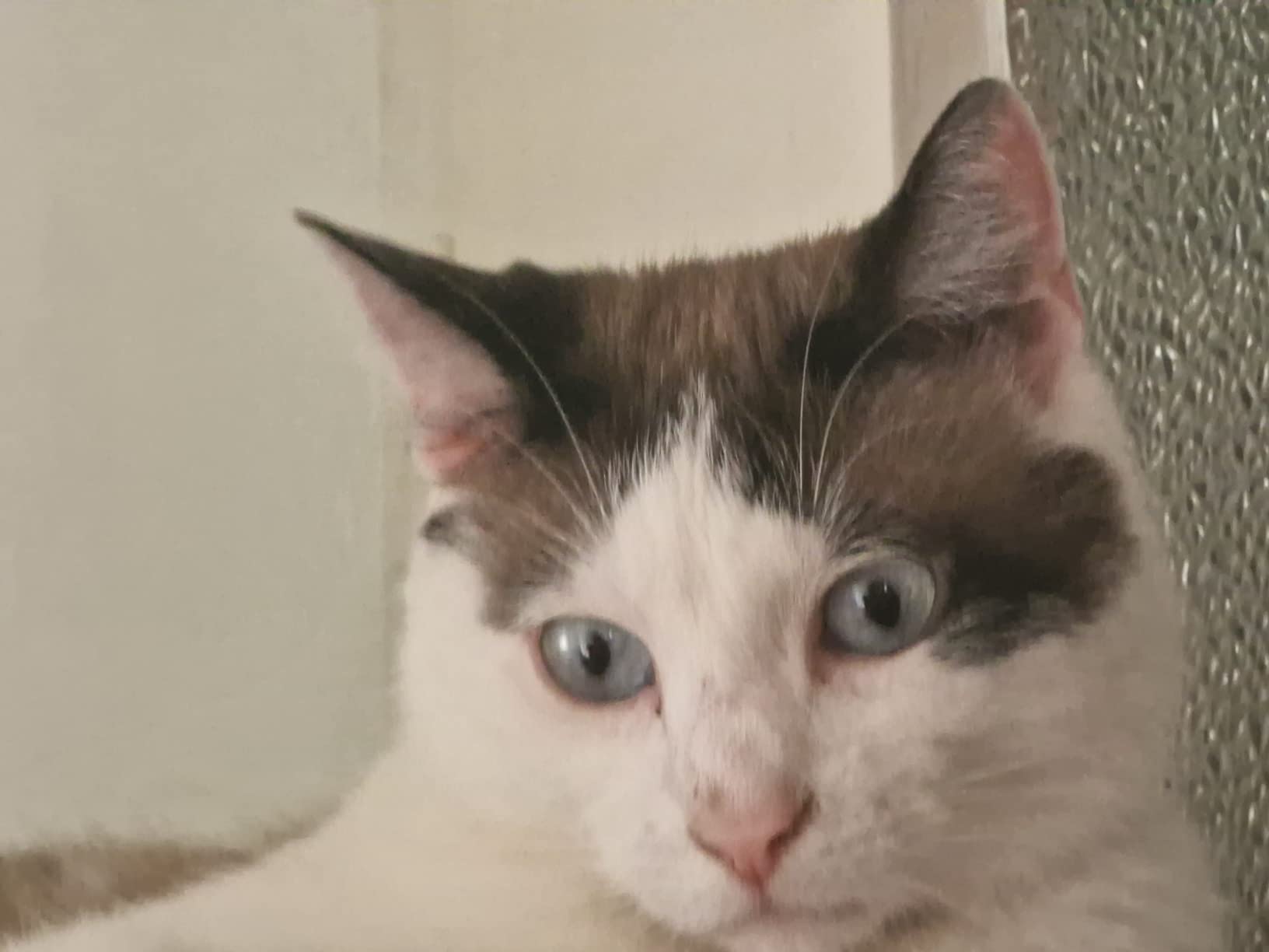 Felix So gut wie es aussieht Land Gelee Nassfutter 44x85 g
