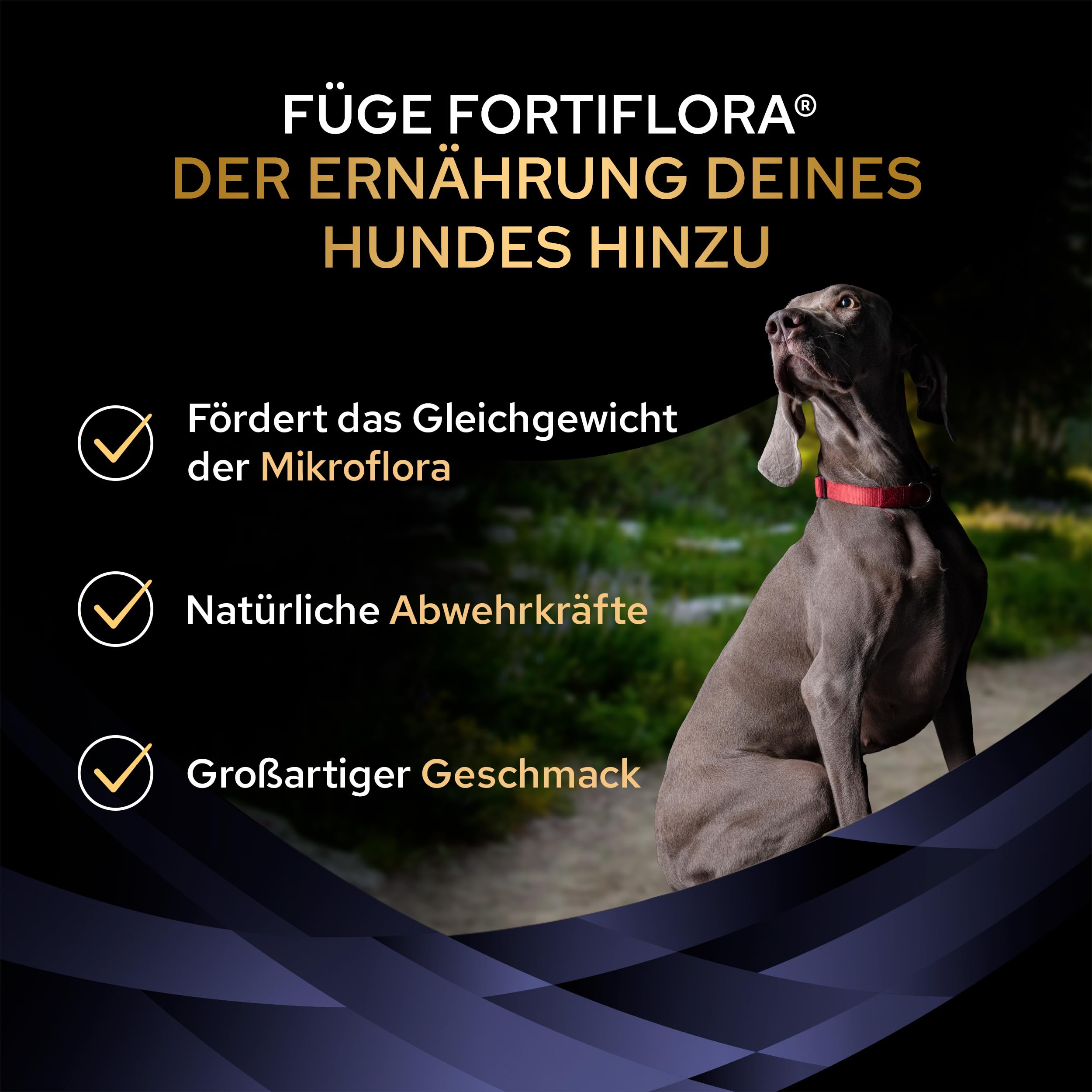 Pro Plan Forti Flora Ergänzungsfutter Hund 30x1 g