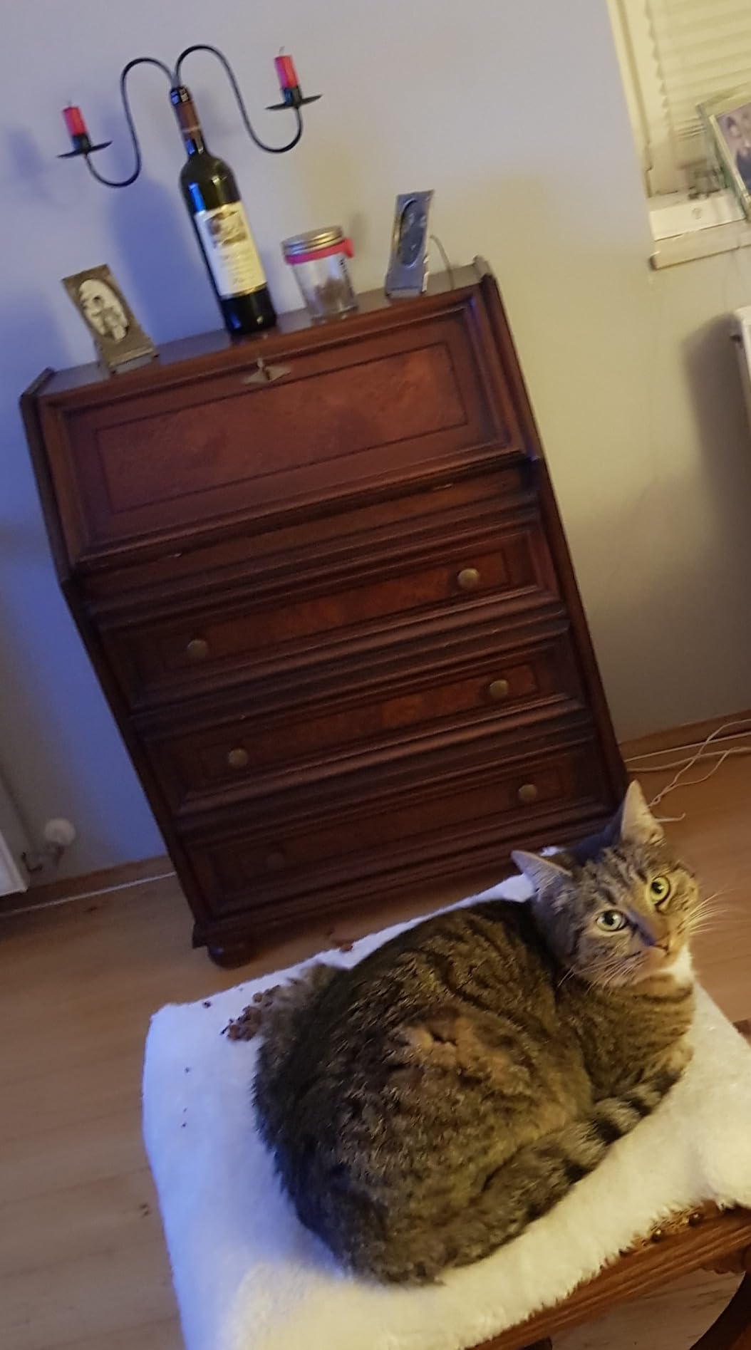 Felix So gut wie es aussieht Land Gelee Nassfutter 44x85 g